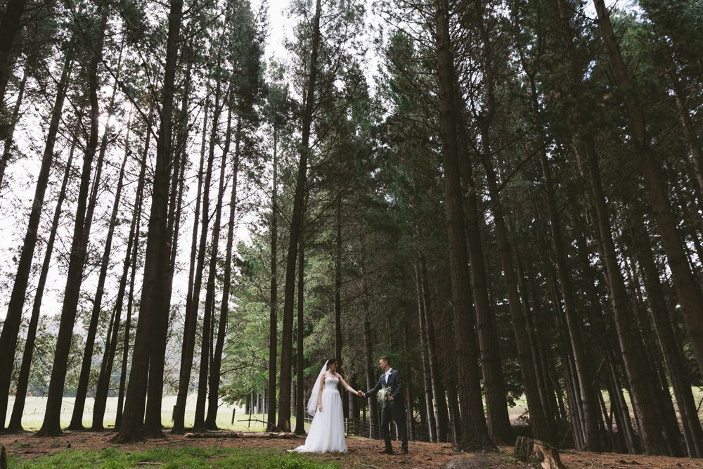 A wedding couple stands small against towering pine trees in a dramatic forest setting.