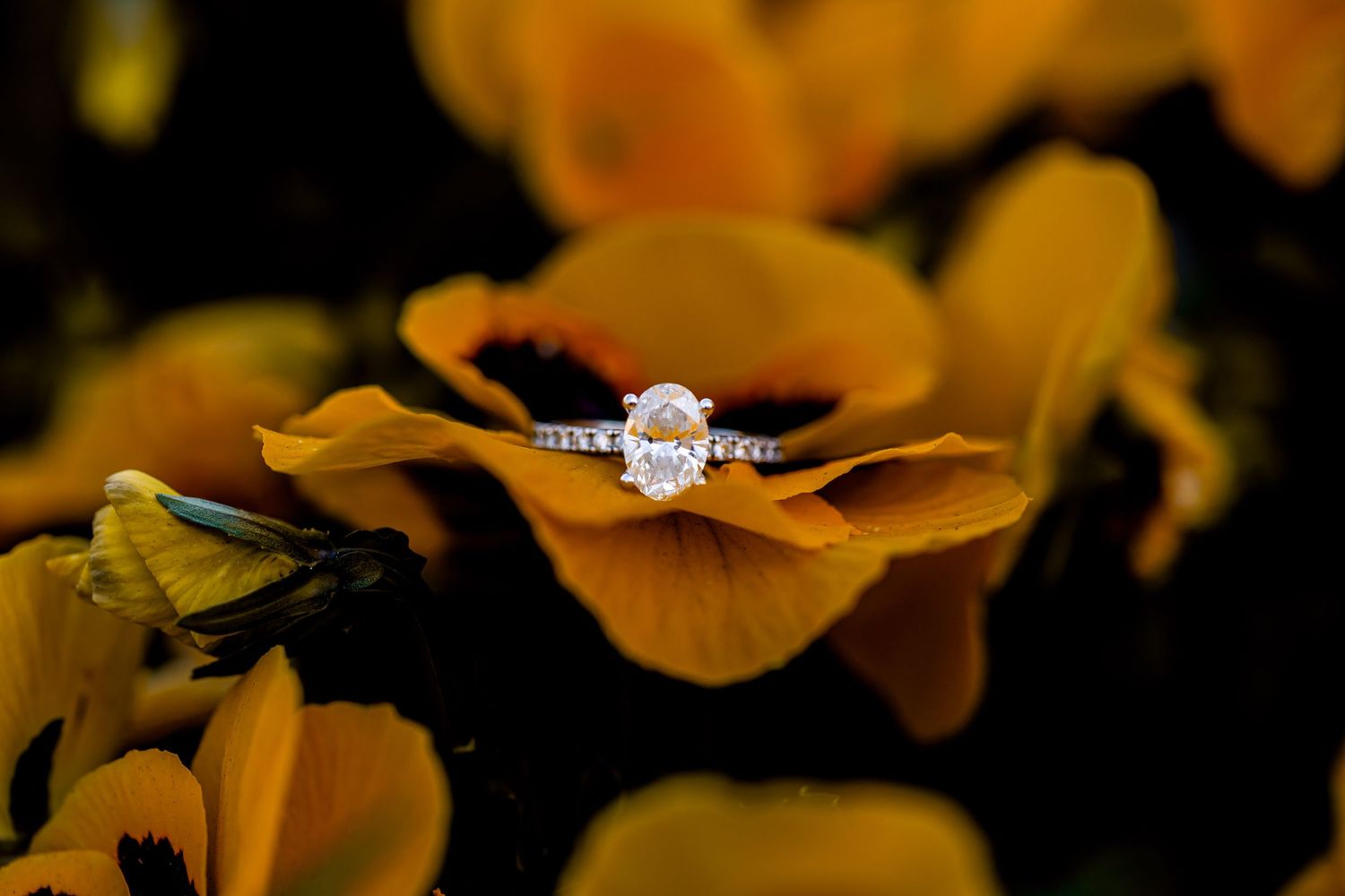 Diamond engagement ring nestled among vibrant orange flowers against dark background.