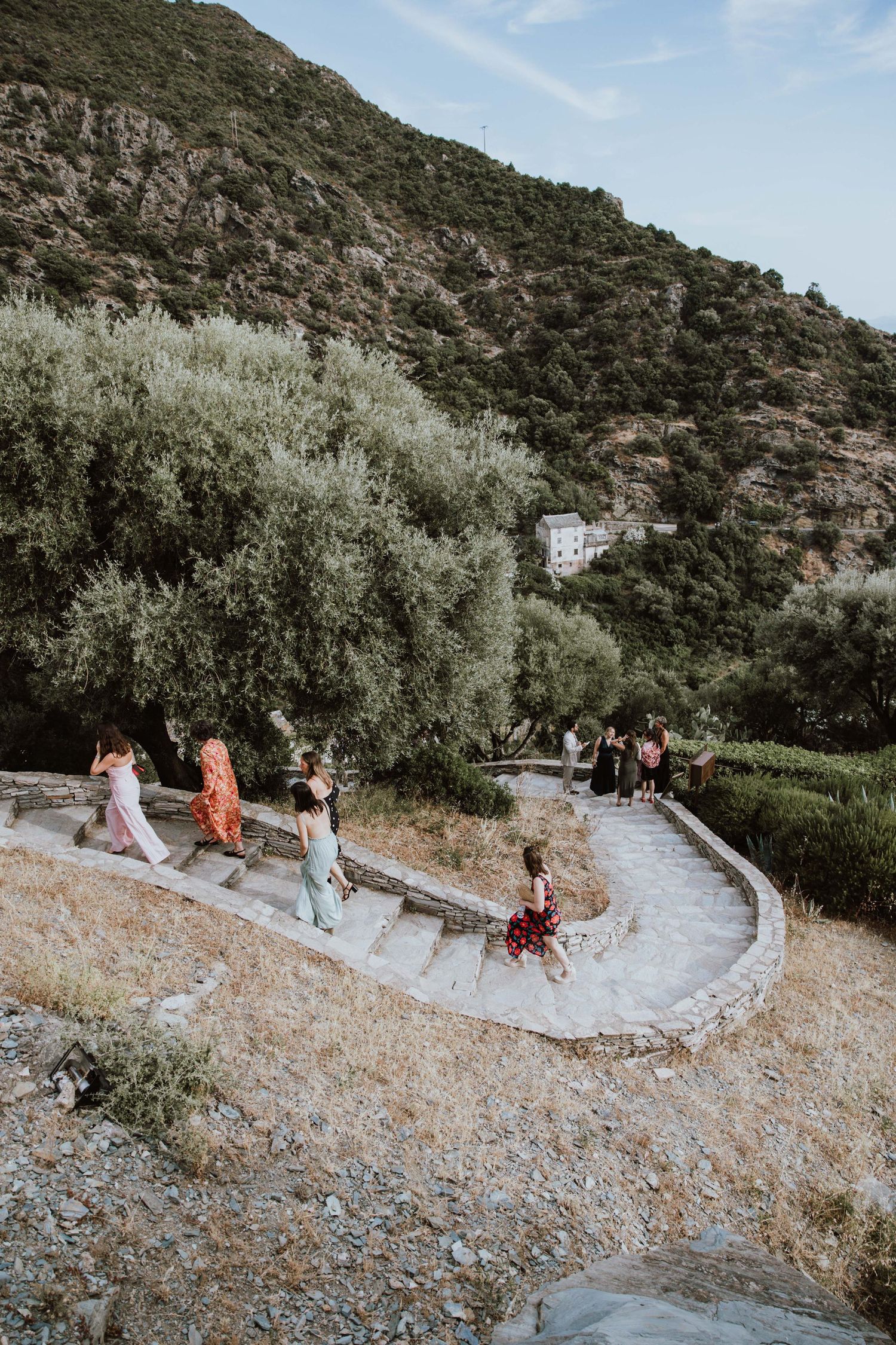 Scenic Mediterranean hillside path winding through olive trees with mountains in the background.