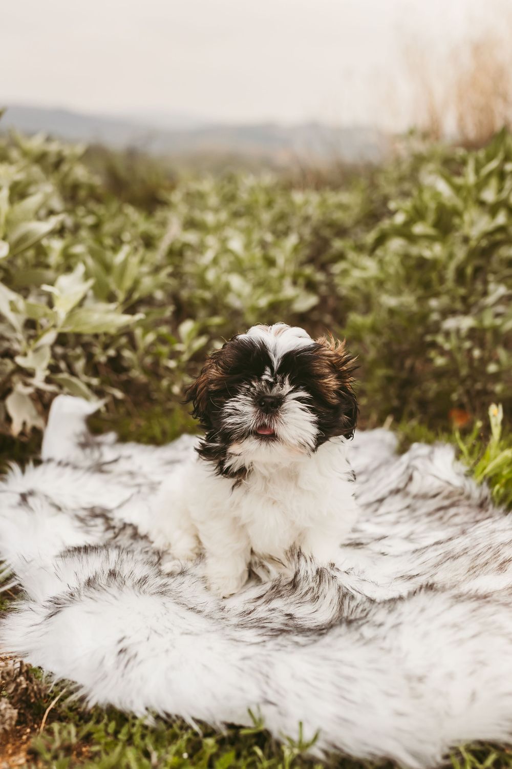 Adorable Shih Tzu puppy sitting on a white fluffy blanket outdoors with green foliage in the background.
