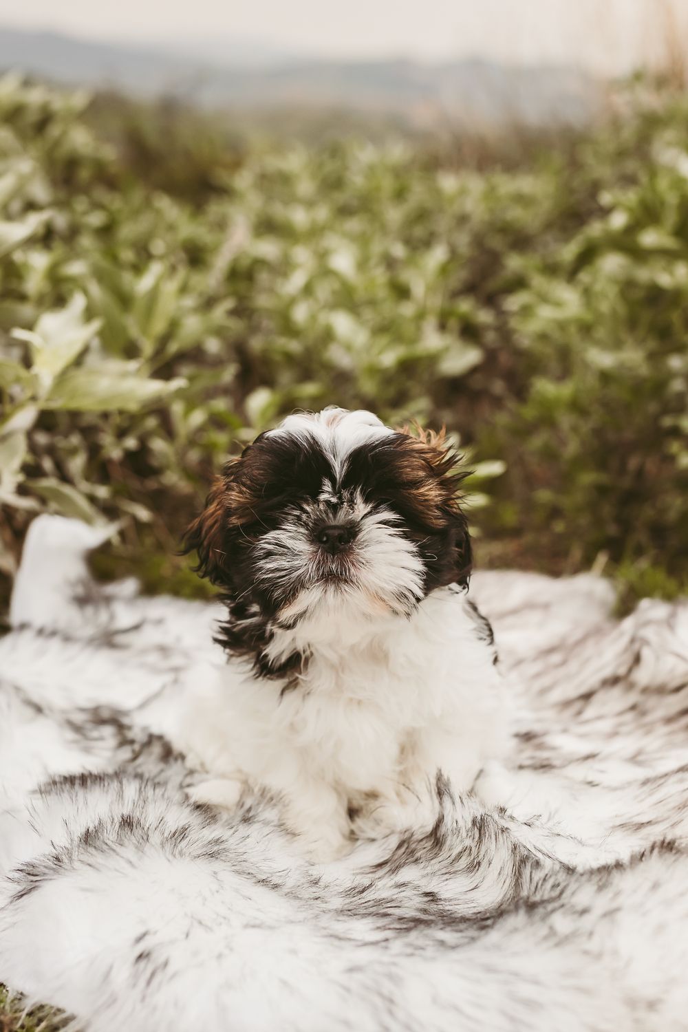 A small black and white Shih Tzu puppy sits on a fluffy white blanket against a blurred green outdoor background.
