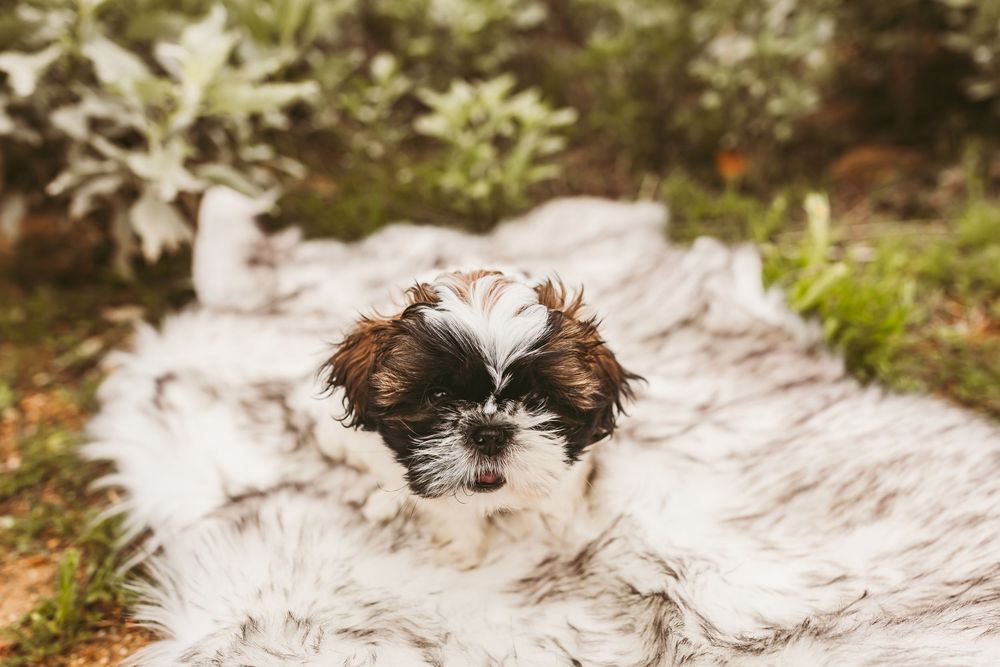 A small brown and white Shih Tzu puppy lies on a fluffy white blanket in an outdoor garden setting.