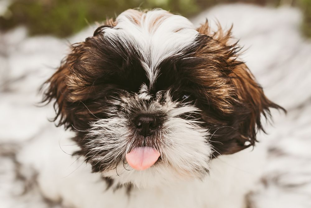A brown and white Shih Tzu puppy with fluffy fur sticks out its pink tongue while looking at the camera.