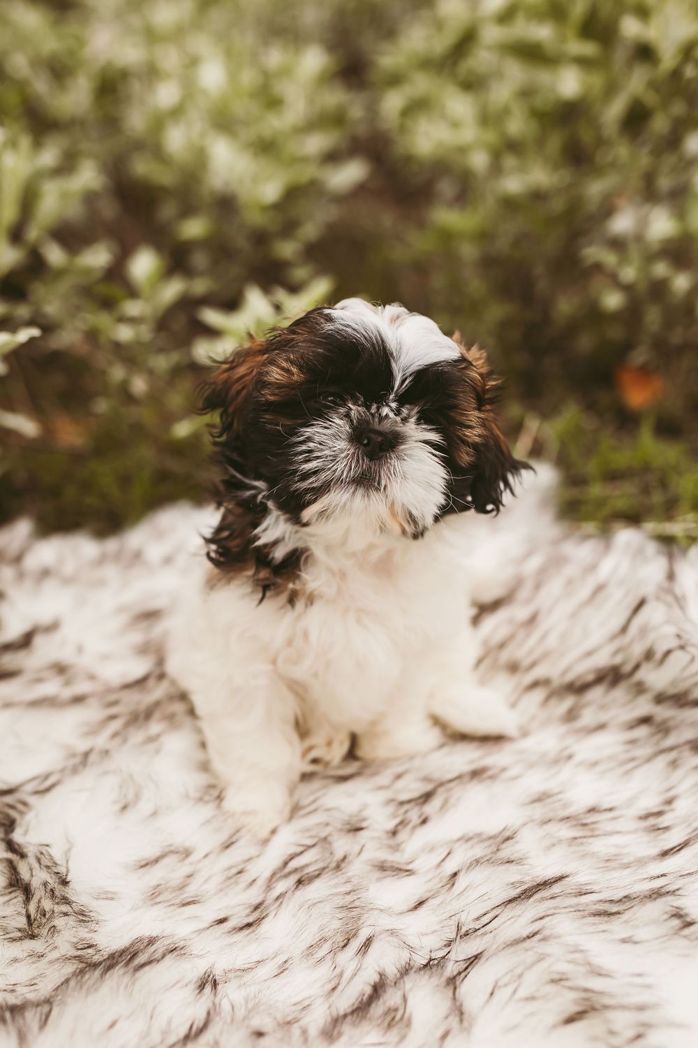 Shih Tzu puppy with black and white fur sits on fluffy white blanket against blurred natural background.