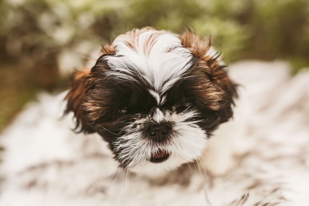 A cute Shih Tzu puppy with brown and white fur sits in the snow looking at the camera.