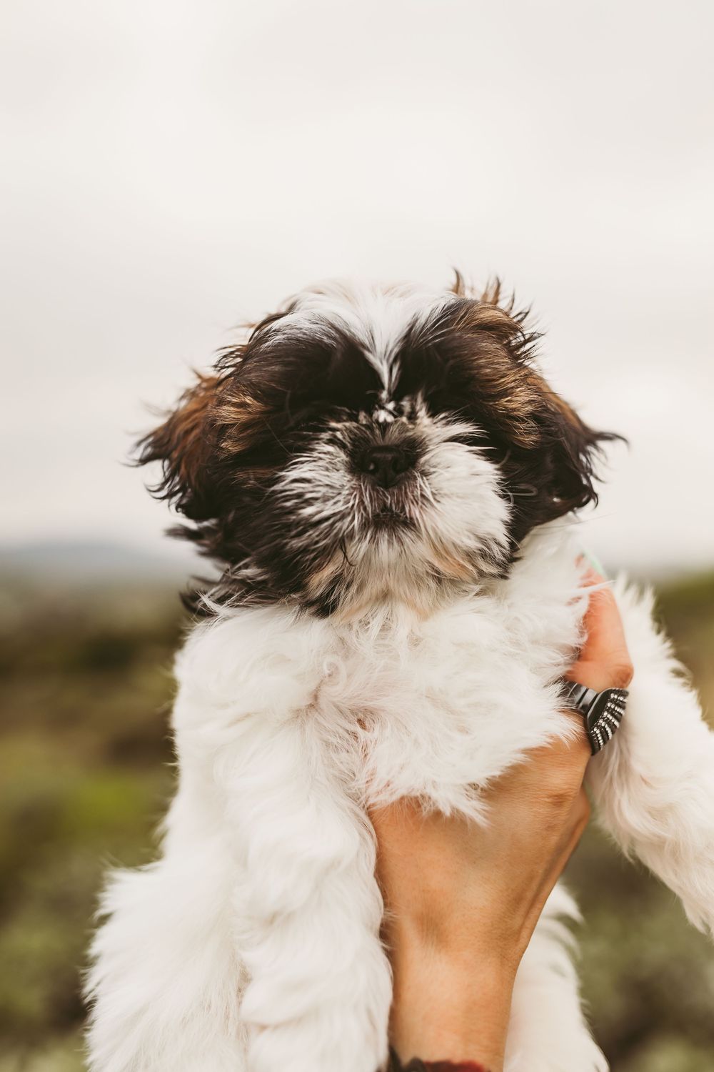 A small Shih Tzu puppy with brown and white fur being held up against a blurry outdoor background.