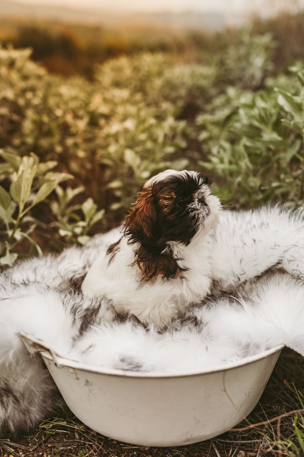 Fluffy black and white dog relaxes in white basin filled with bubbles during outdoor bath time.