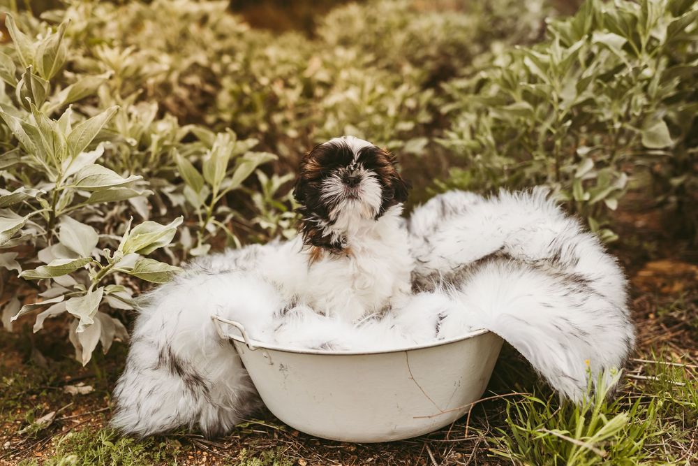 Black and white cat lounges on fluffy white fur blanket in vintage white enamel bowl outdoors in garden setting.