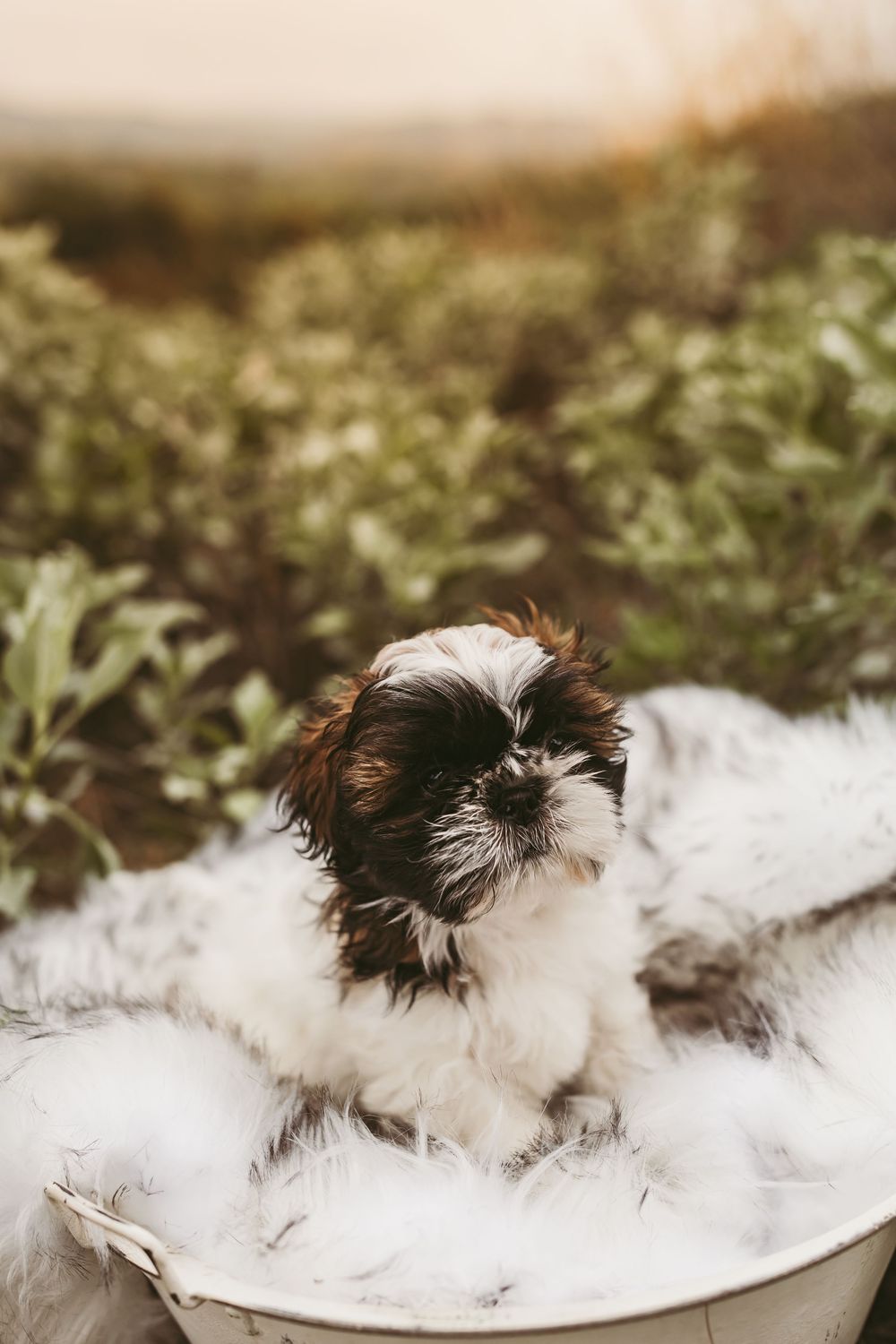 A small black and white Shih Tzu puppy sits on a white blanket in an outdoor setting during golden hour.