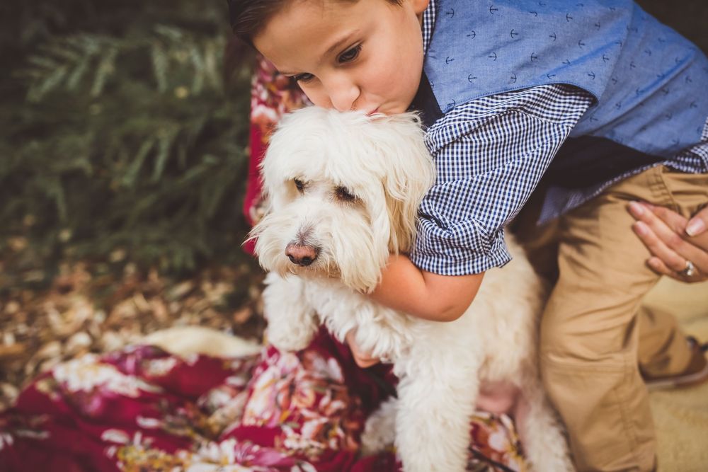 A Maltese dog with fluffy white fur sits on a red blanket while being embraced by someone in a blue shirt.