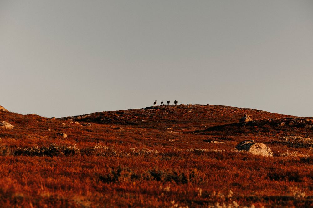 A rustic hillside landscape with warm orange-red brush and small structures silhouetted against a hazy sky at sunset.