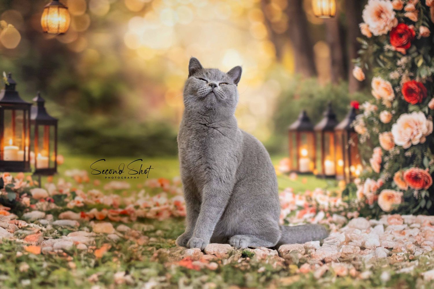 British shorthair cat sits gracefully in autumn garden with lanterns and pink roses creating a magical atmosphere.
