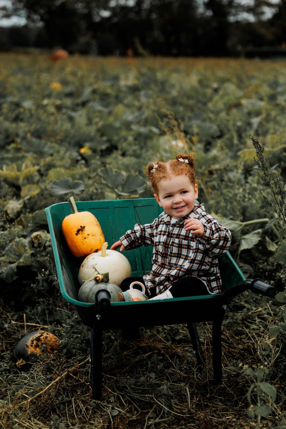 A small child sits in a wheelbarrow with pumpkins in a rustic autumn pumpkin patch setting.