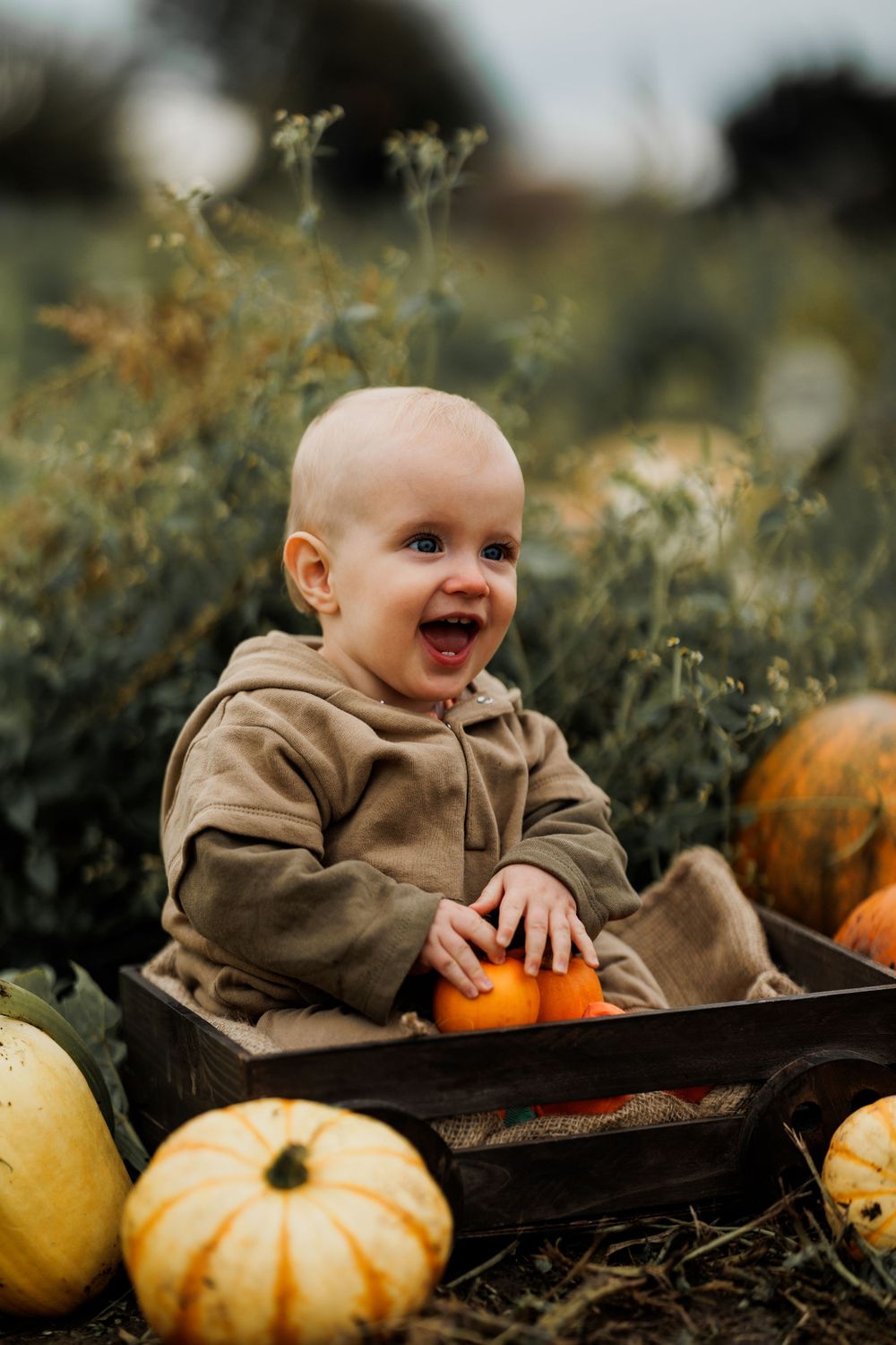 A delighted baby in brown hoodie sits in dark container surrounded by colorful pumpkins.