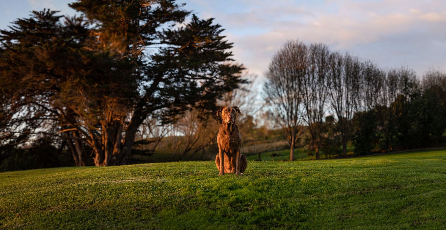 Dog standing in golden sunset light on grassy hill with trees in background.