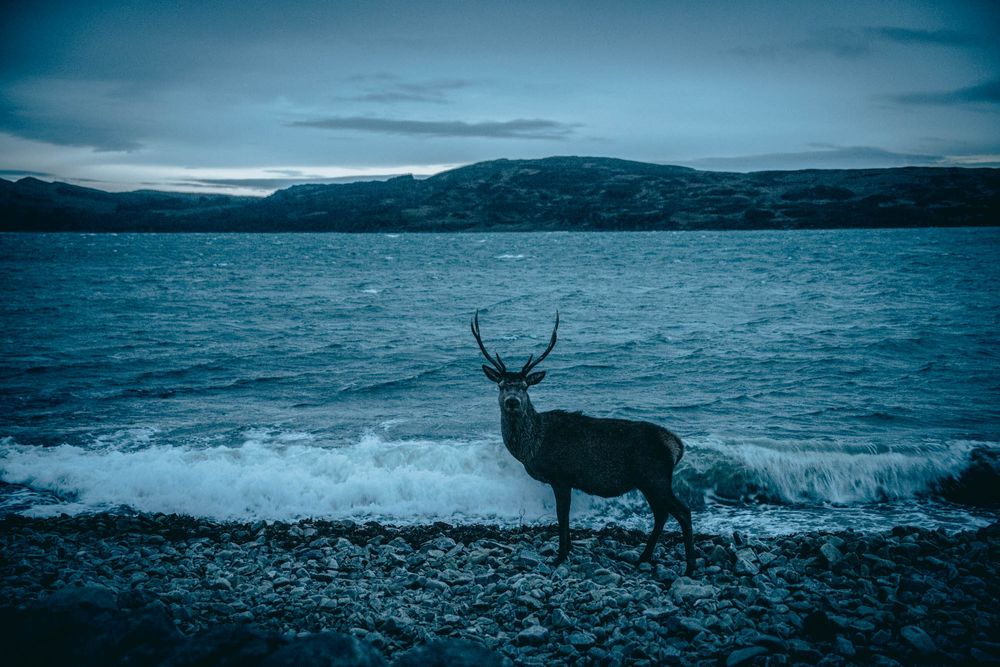 Moody dark blue composite of coastal landscapes with mountains, water, and a deer silhouette.