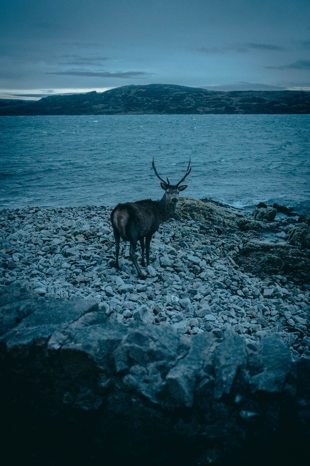 A dramatic sequence of a caribou grazing on coastal rocks at dusk with mountains and ocean in the background.