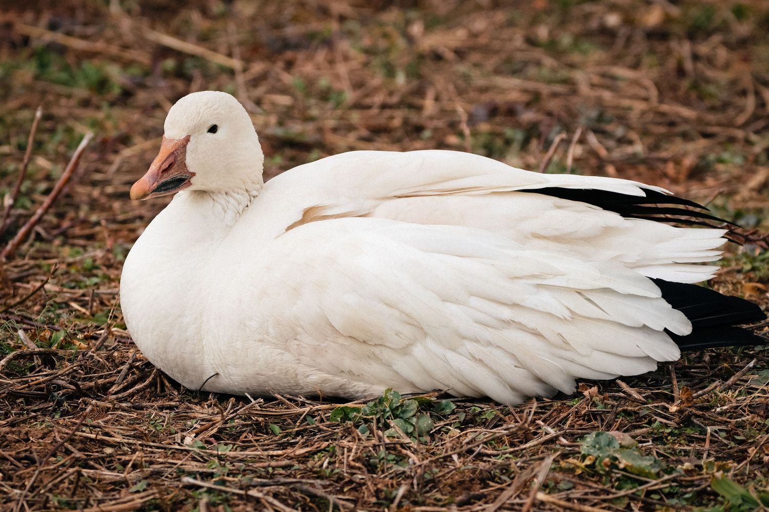 A white Aylesbury duck with pale orange beak rests on brown soil among fallen leaves.