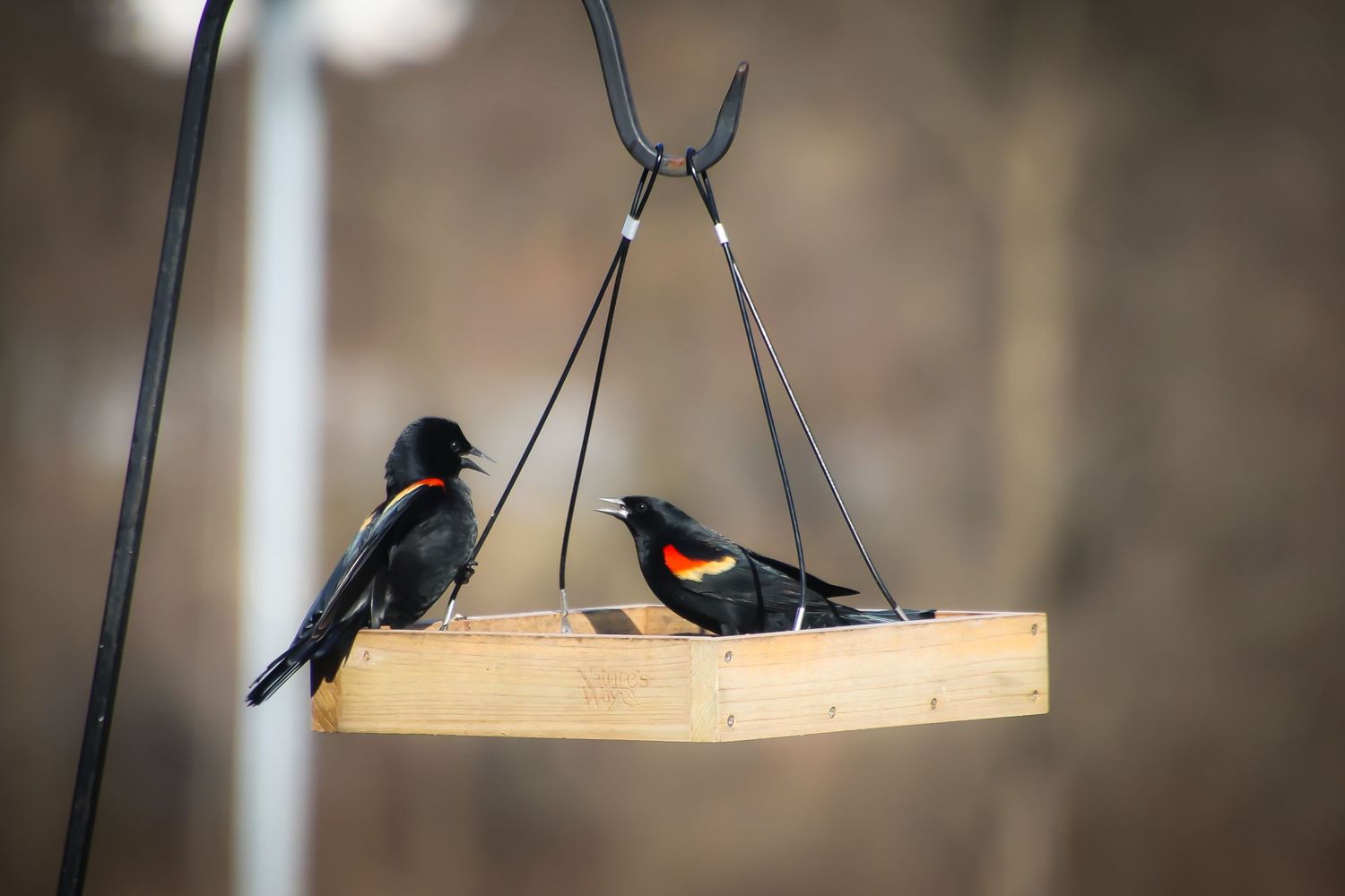 Two red-winged blackbirds perch together on a hanging wooden platform bird feeder in a backyard setting.
