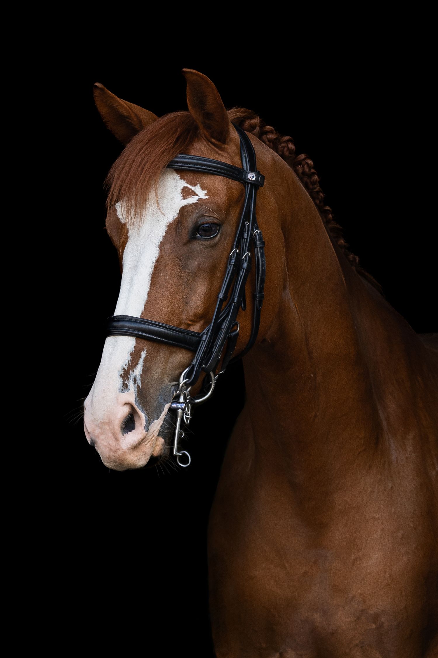 Bay horse with white blaze wearing black leather bridle against dark background.