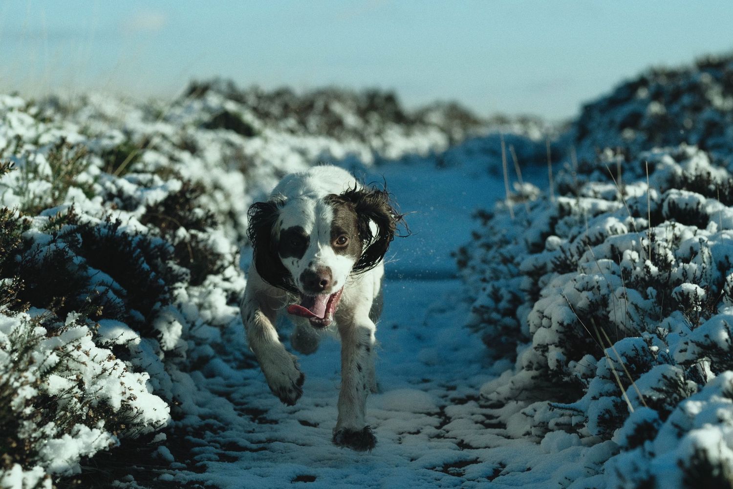 Dog portrait of a springer spaniel sprinting along a snowy pathway. Location based dog photography, Exmoor National Park