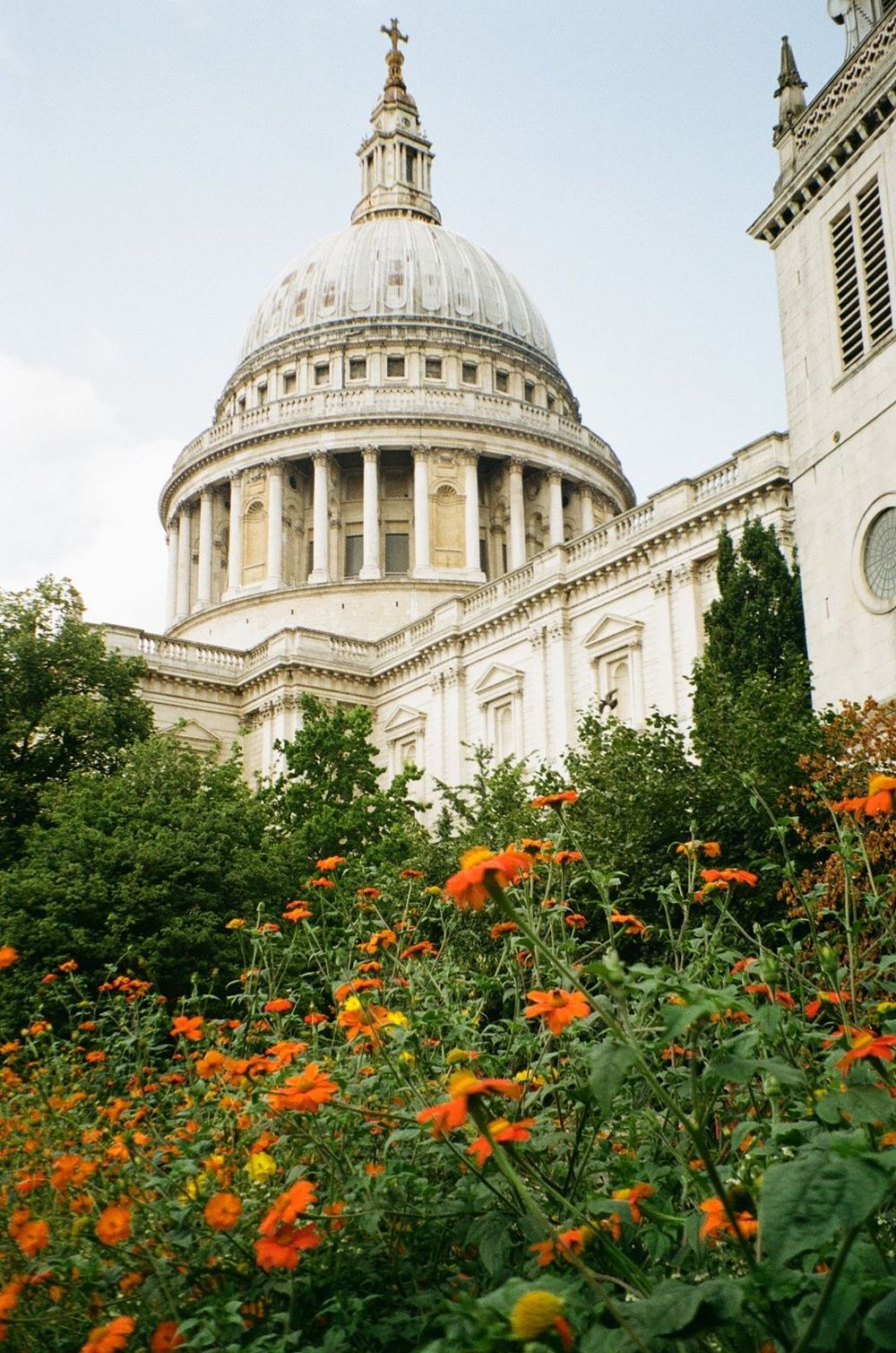 View of St Paul's Cathedral dome in London with vibrant orange flowers blooming in garden foreground.
