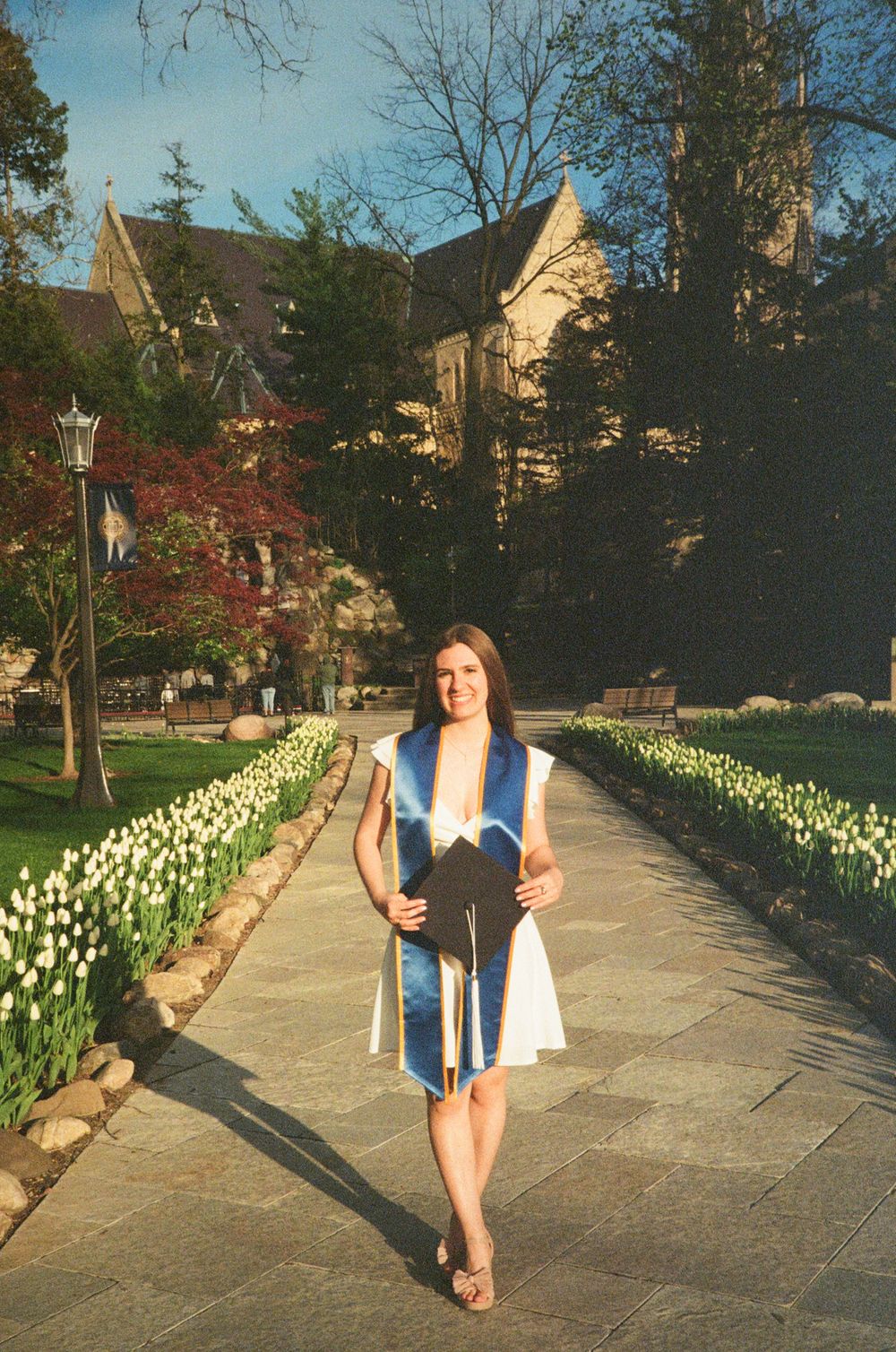 Walkway lined with white tulips and vintage lamp posts on campus.