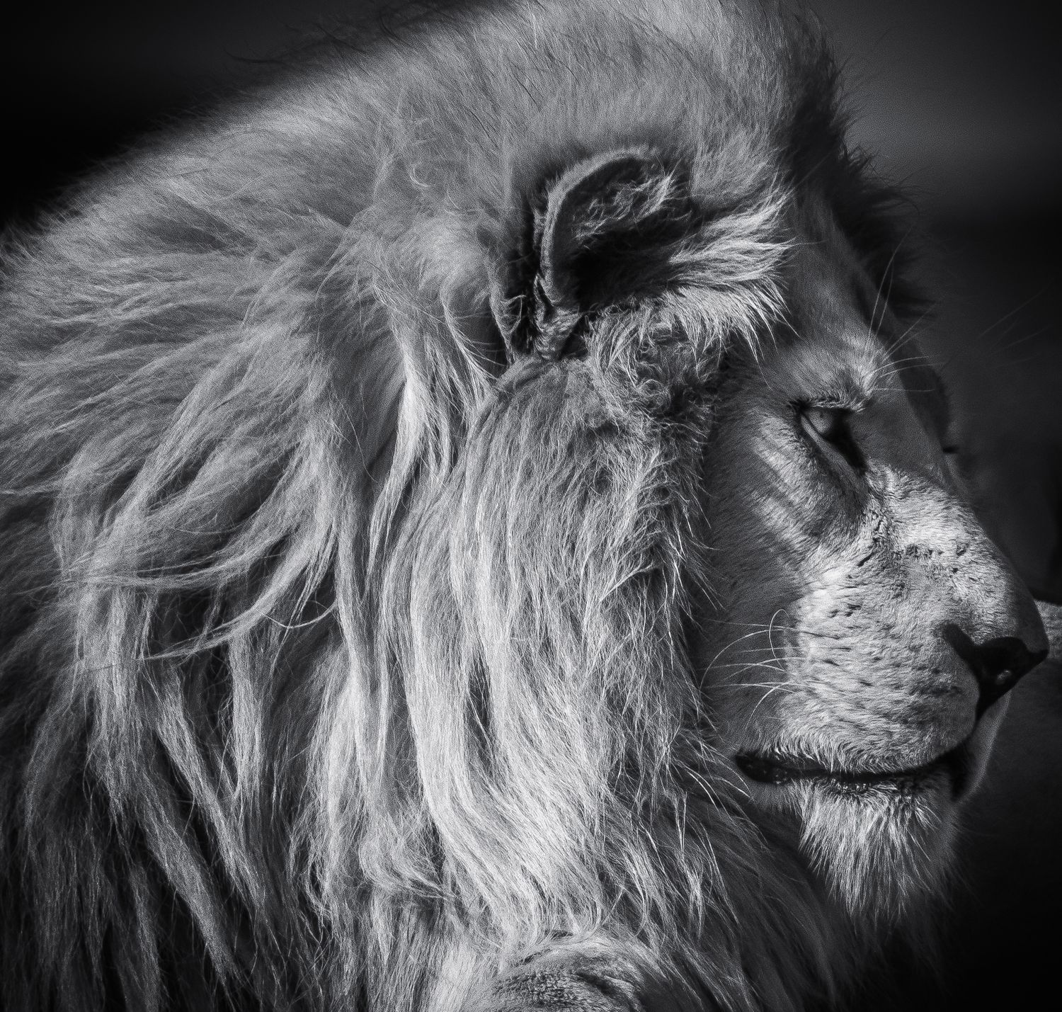 Dramatic black and white profile shots of a majestic male lion with flowing mane captured from different angles.