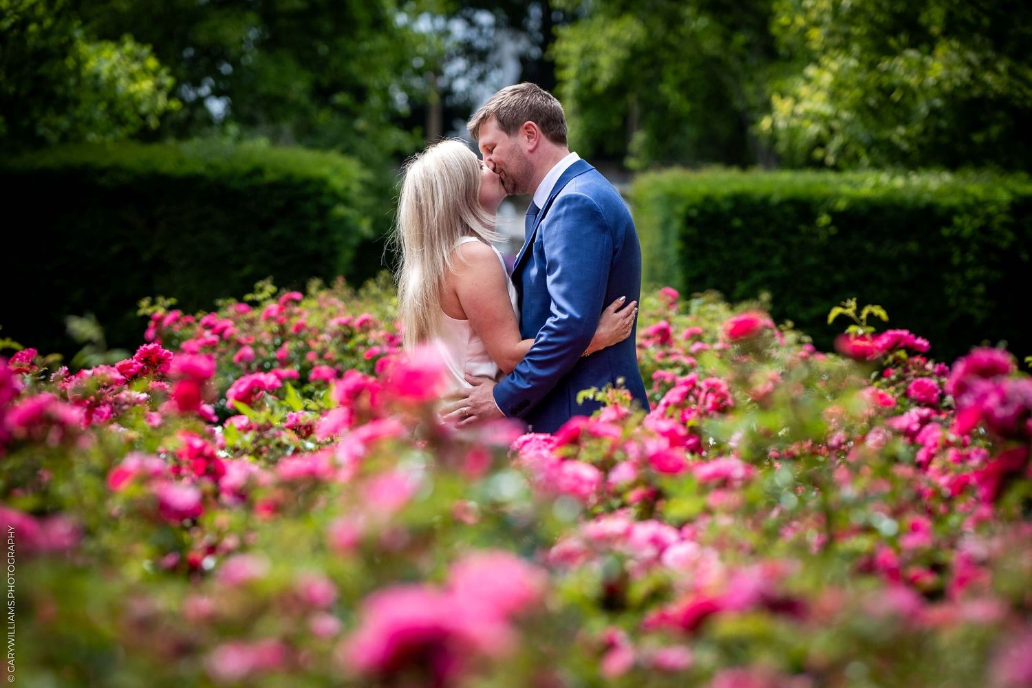 A romantic couple embraces in a vibrant rose garden blooming with bright pink flowers on a sunny summer day.