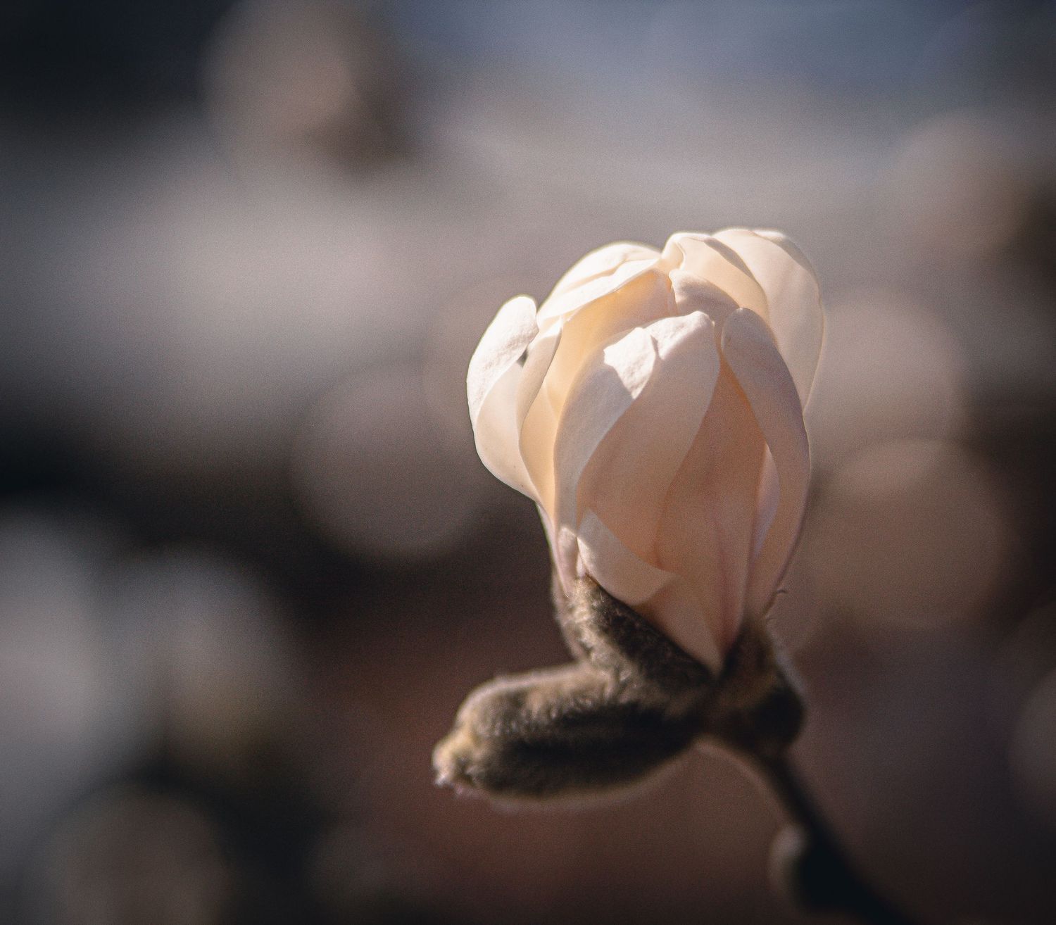 A soft peach-colored magnolia flower bud beginning to bloom against a blurred background.
