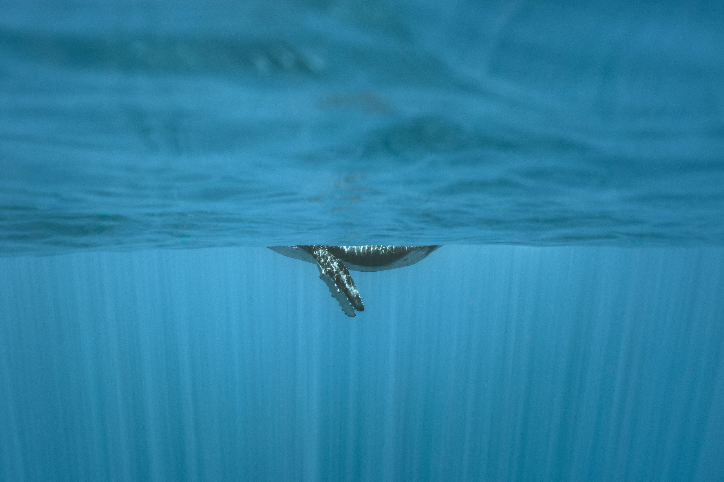 Maui humpback whale underwater