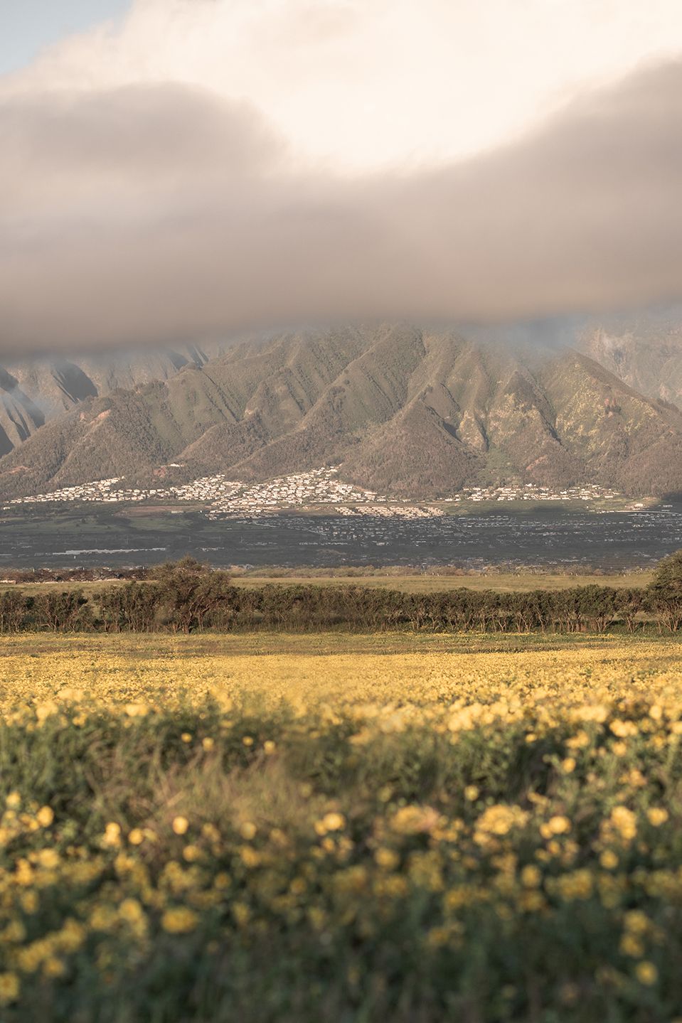 Maui valley landscape with yellow wild flower field in the foreground