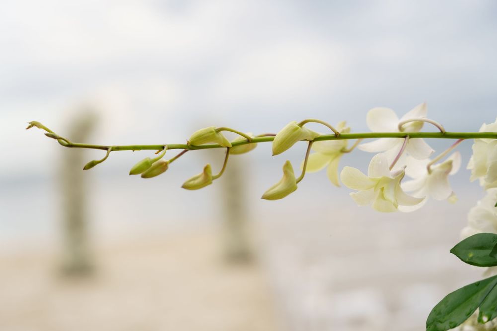 Overhead view of delicate white orchid flowers and stems hanging gracefully on a light background.