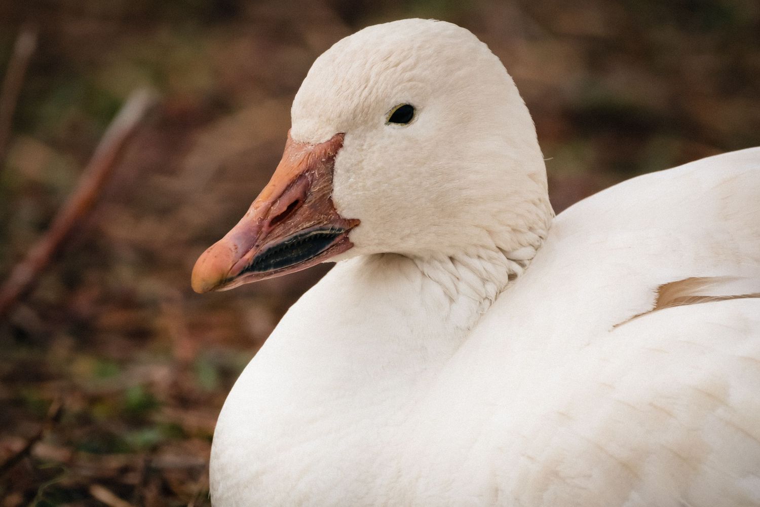 Close-up profile view of a white snow goose with pink beak against blurred natural background.