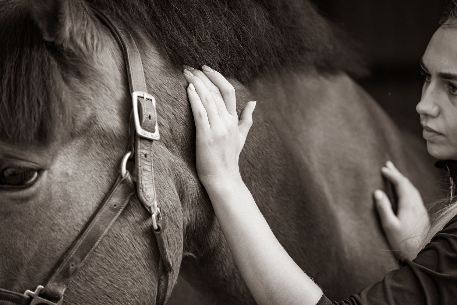 A curious horse peeks through a barn window above stacked Bliss boxes and purple containers on wooden wall background.