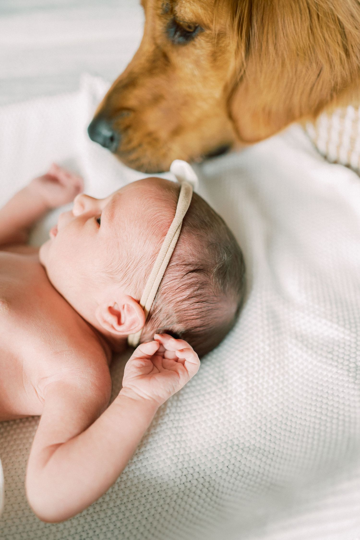 A gentle golden retriever curiously watches over a sleeping baby on soft white bedding.
