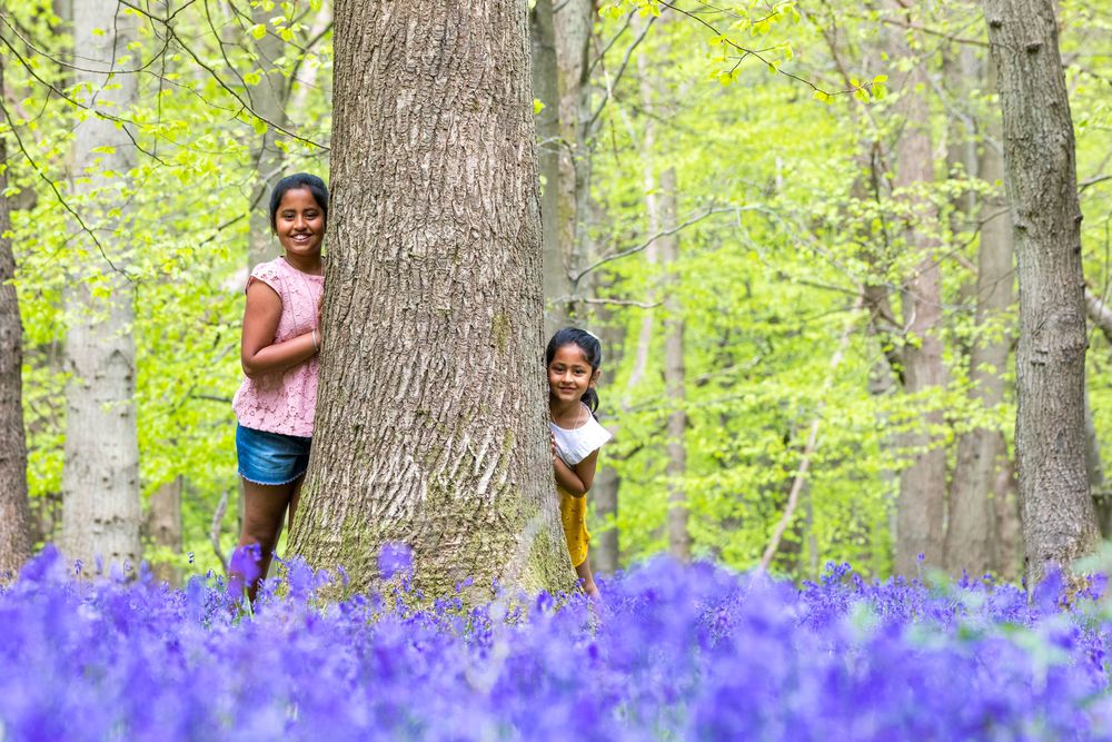 Two children peek playfully around a large tree trunk in a forest filled with vibrant purple bluebells.