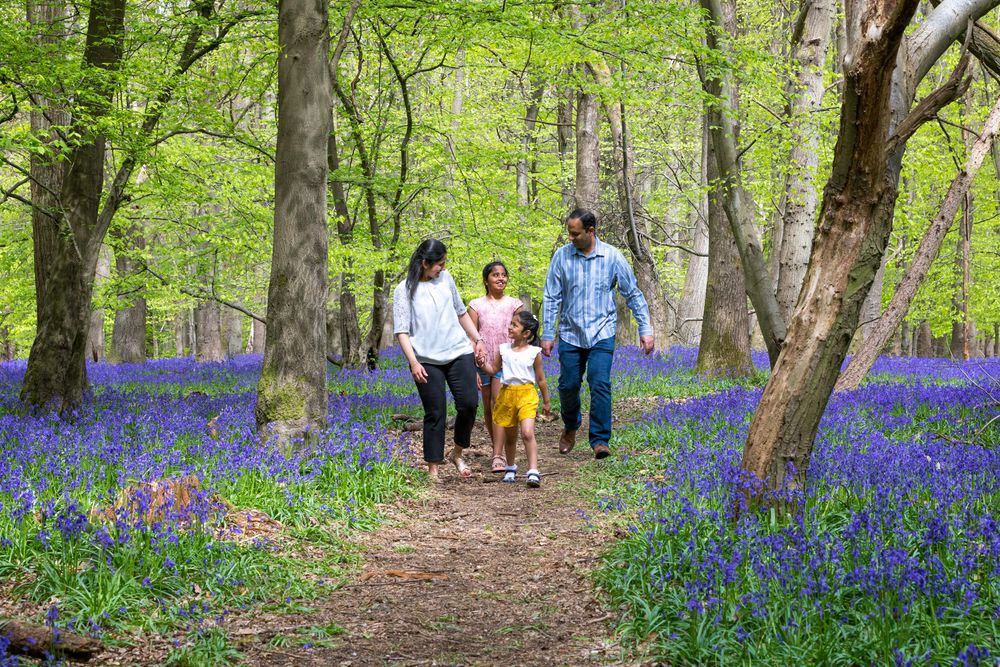 A family walks along a woodland path through a beautiful bluebell forest in springtime.