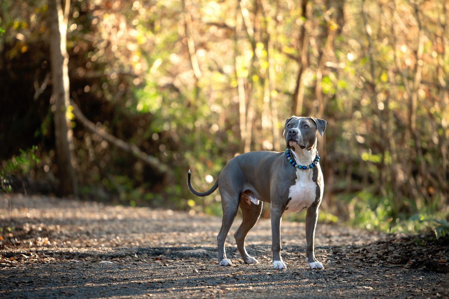 A gray and white pitbull dog stands alertly on a sunlit forest trail.