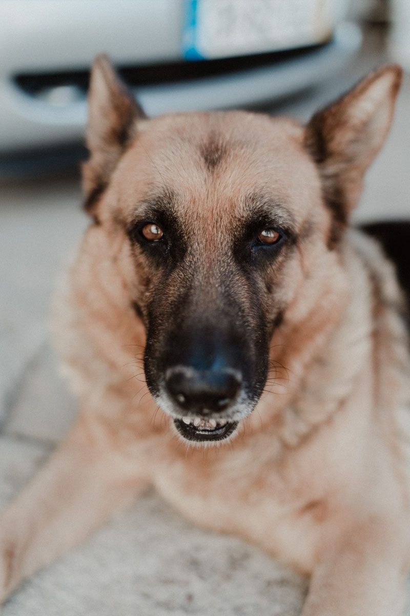 Wedding guest’s dog sticking out tongue — fun and playful storytelling moment at a wedding in The Astoria, Portugal.