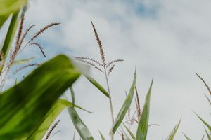 Detail shot of cornfield swaying in the wind — rural wedding vibes during summer elopement in Portugal.