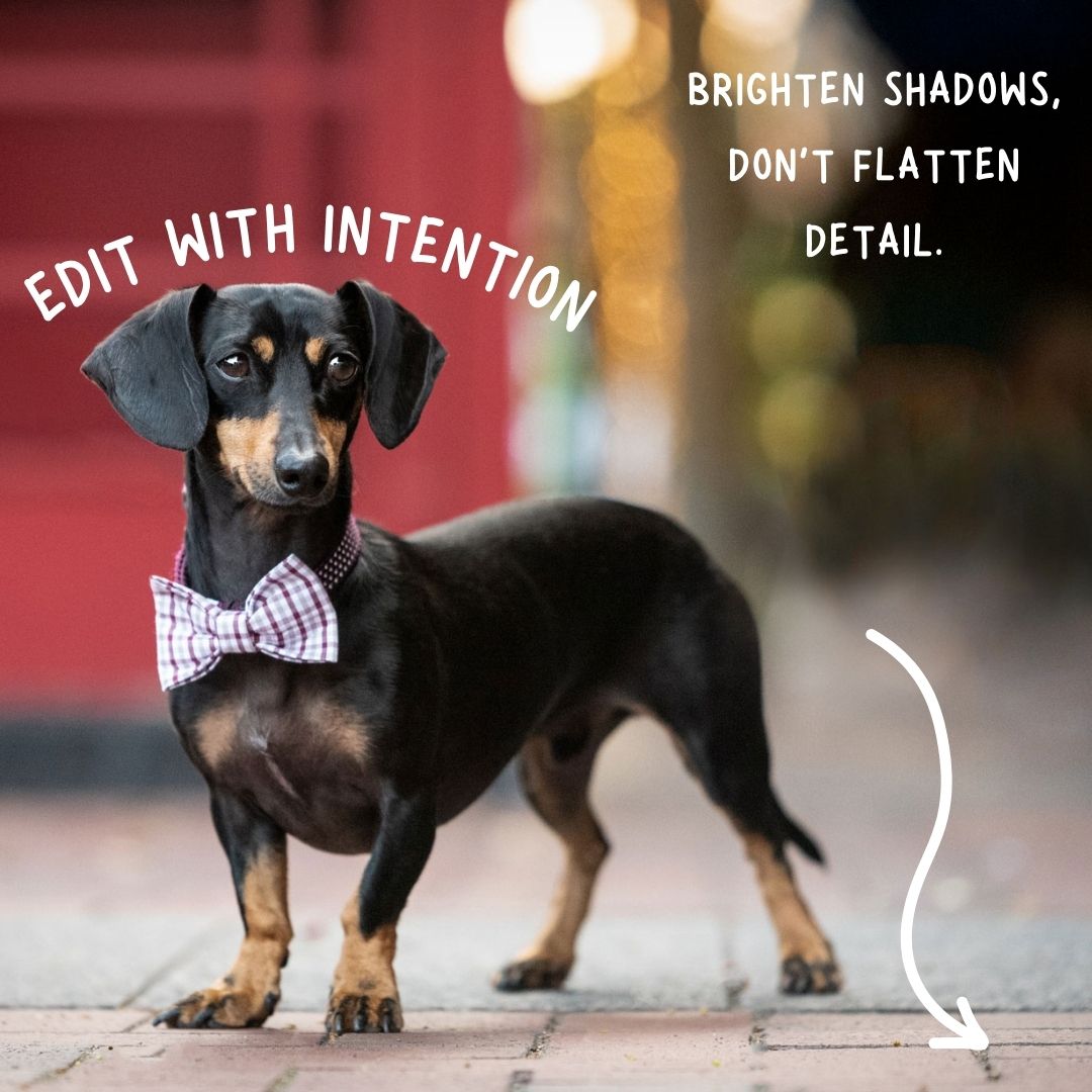 Dachshund wearing bow tie stands on sidewalk with photo editing tip text overlay about brightening shadows.