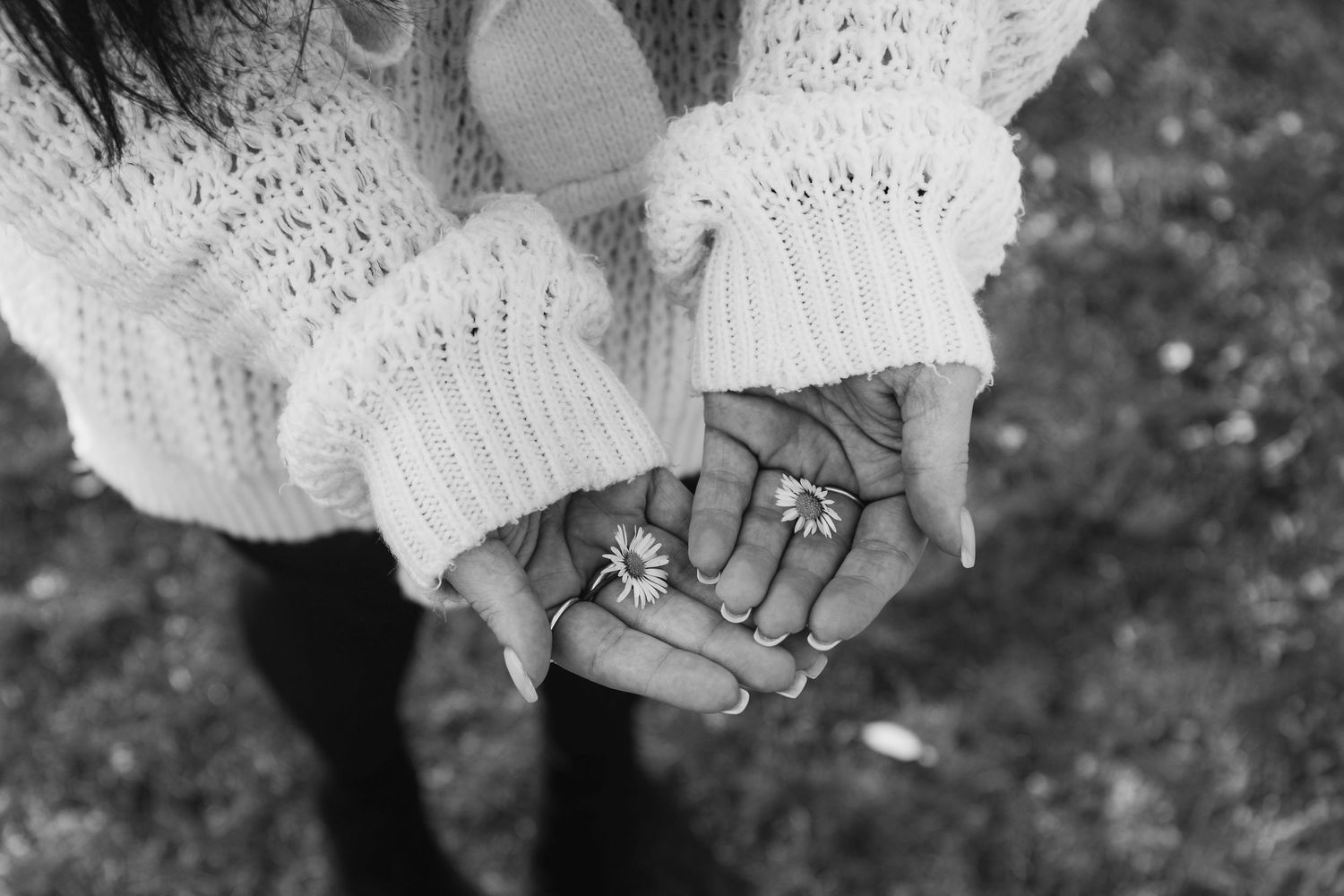 A pair of cupped hands wearing a white knit sweater holding flowers shown in black and white photography during family shoot in Nottingham