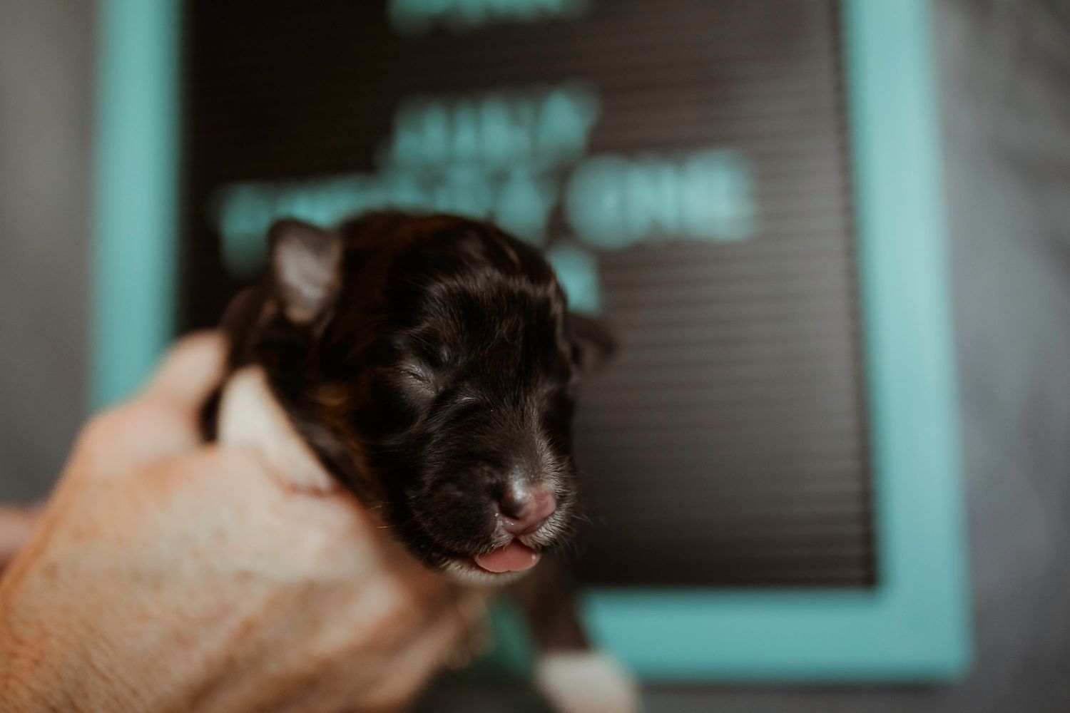 Tiny black puppy yawning while being held in front of teal message board.