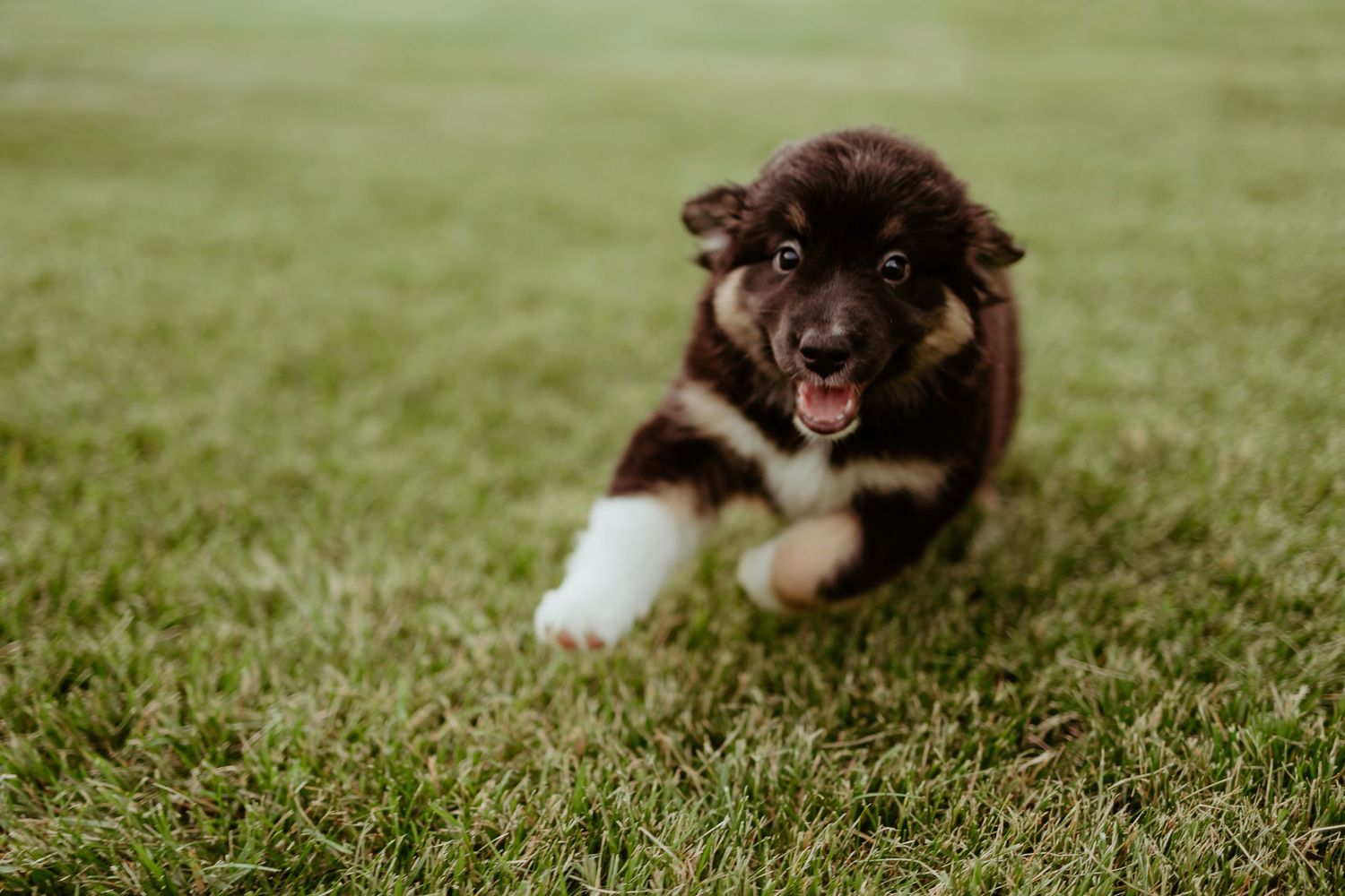 Energetic Australian Shepherd puppy bounding through green grass with a happy expression.