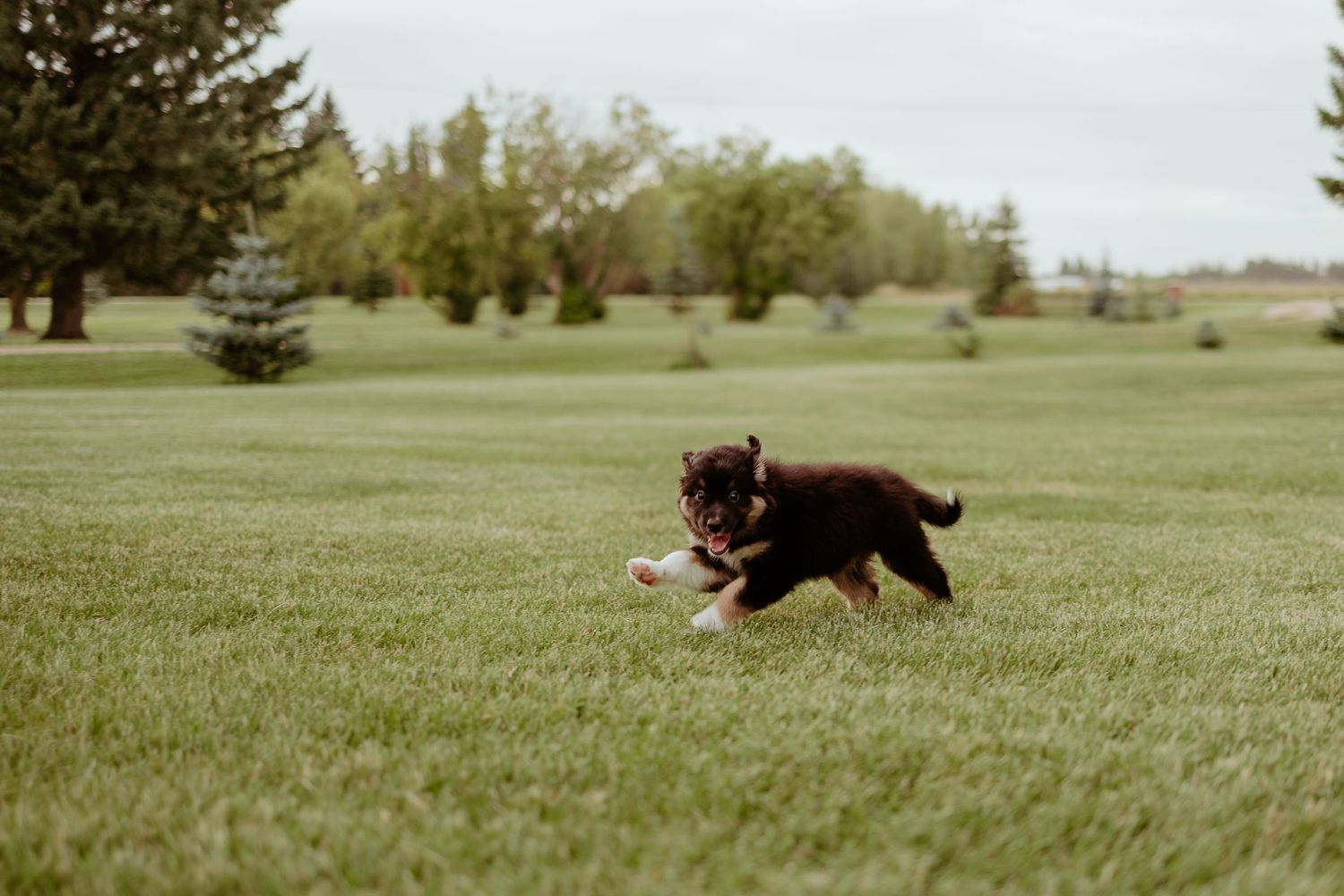 Brown and white puppy racing across an open green field on a cloudy day.