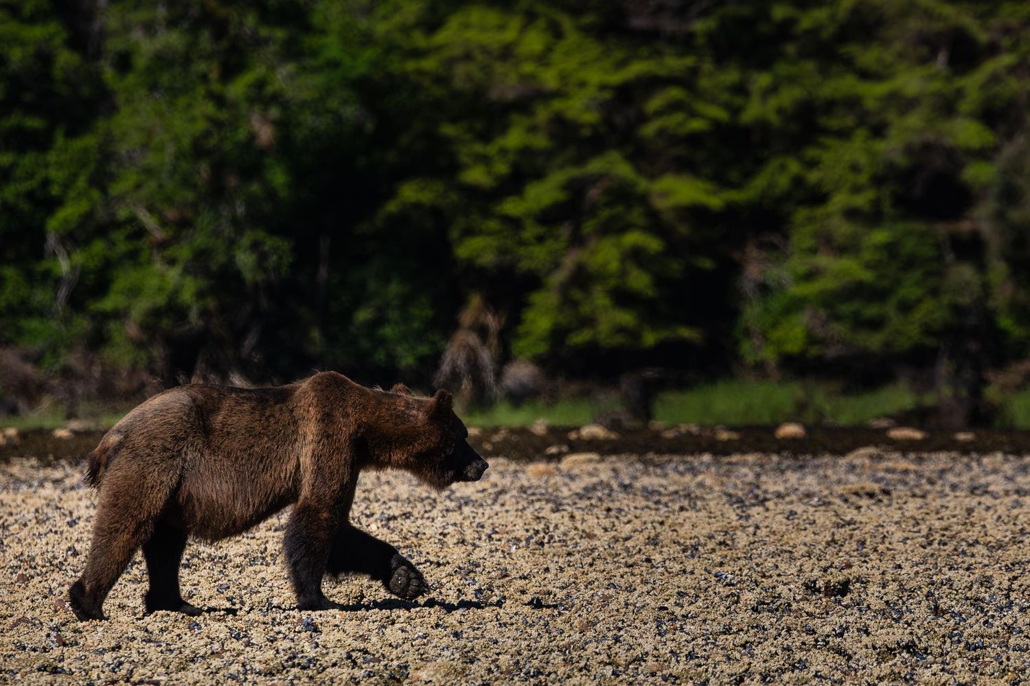 Brown bear walking along rocky shoreline with forest backdrop.