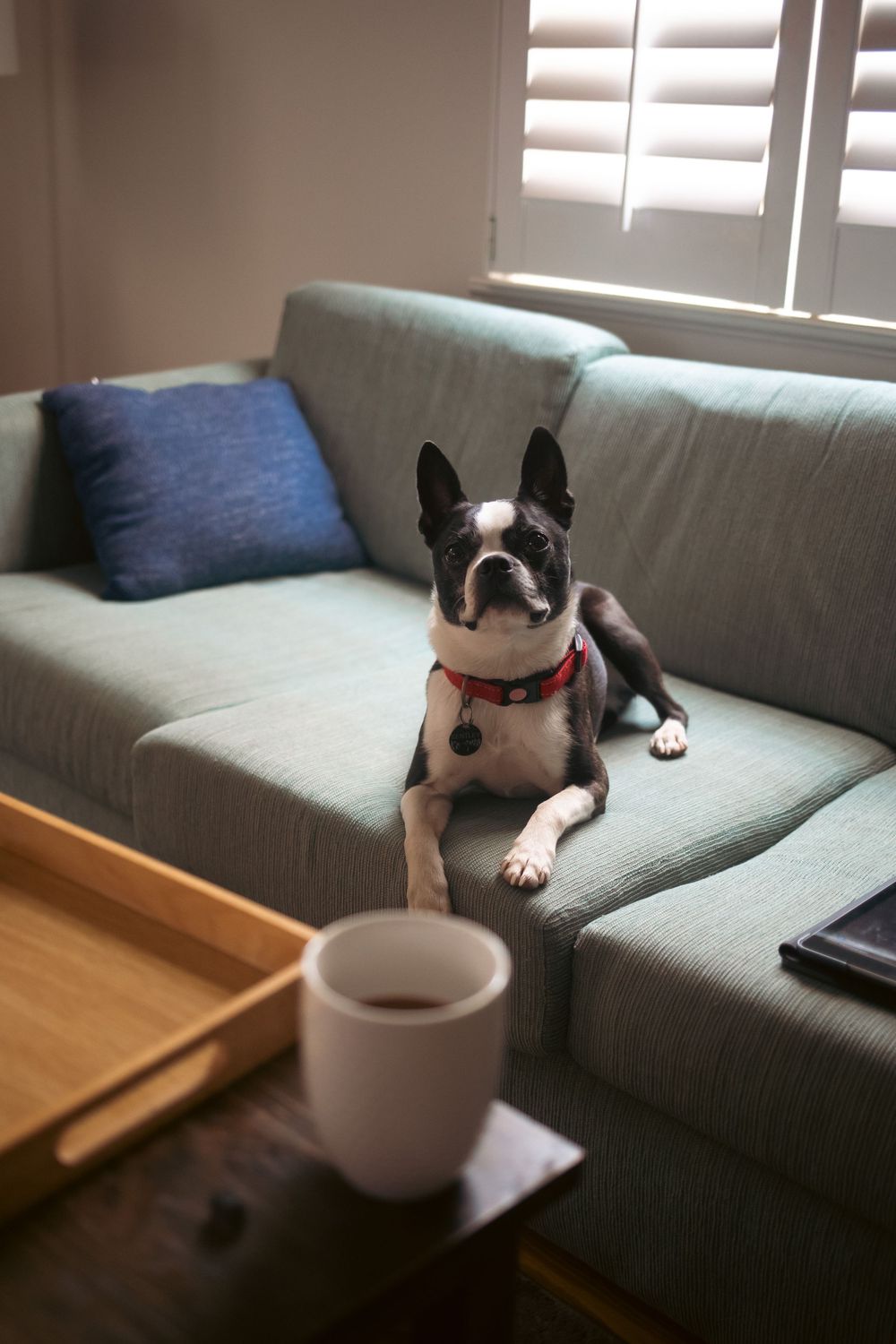 Boston Terrier dog relaxing on gray couch next to blue pillow and coffee cup in cozy living room setting.