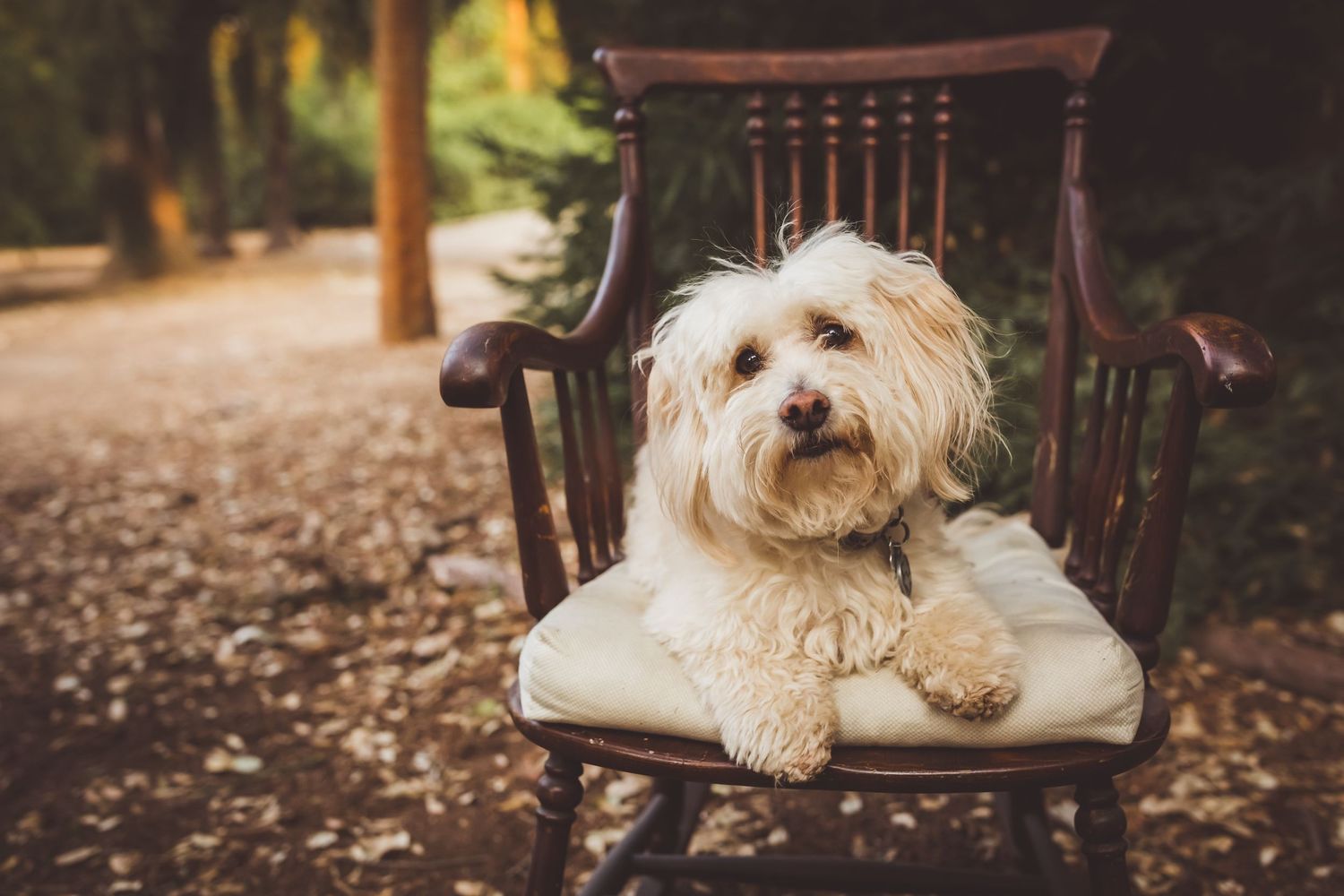 A fluffy white Havanese dog rests comfortably on a cream colored cushion in an antique wooden chair outdoors.
