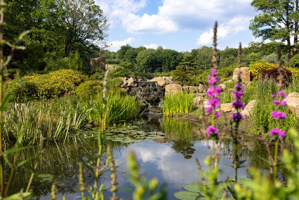 Tranquil garden pond surrounded by pink foxgloves and lush greenery reflects puffy clouds in summer.